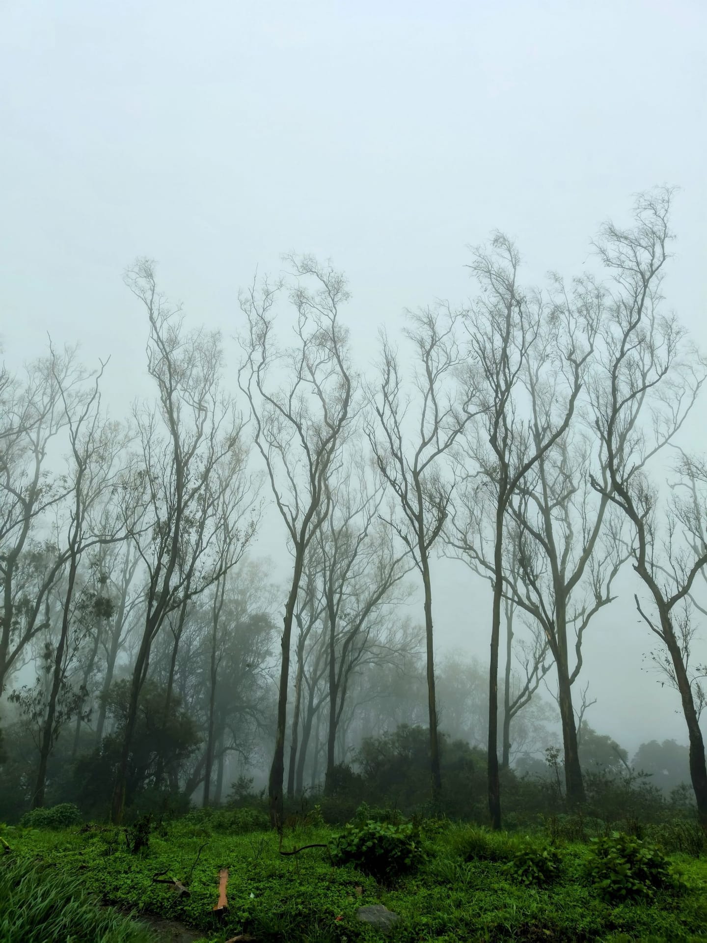 Ooty